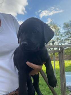 KC Black Labrador Puppies for sale in Dunblane, Stirling and Falkirk | Image 1