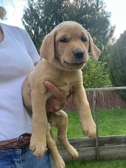 KC Black Labrador Puppies for sale in Dunblane, Stirling and Falkirk | Image 3