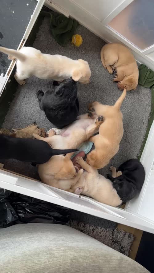 KC Labrador Puppies for sale in Dunblane, Stirling and Falkirk