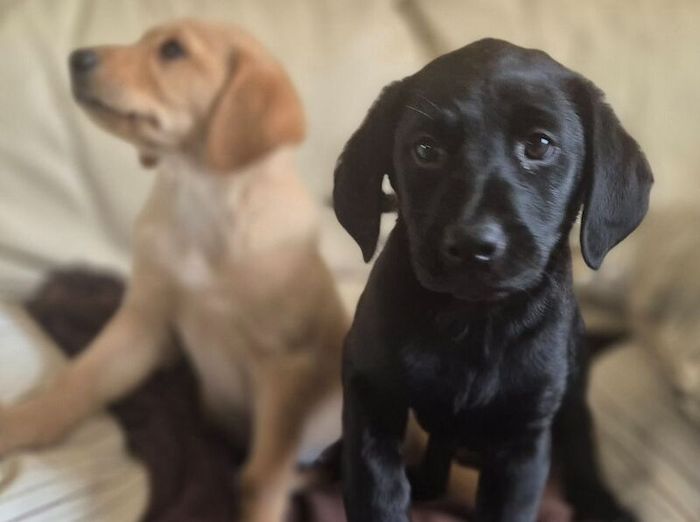 Kc labrador puppies for sale in Chichester, West Sussex