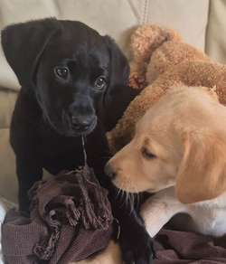 Kc labrador puppies for sale in Chichester, West Sussex | Image 2