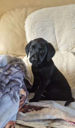 Kc labrador puppies for sale in Chichester, West Sussex | Image 4