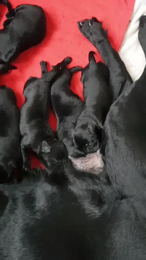 Kc family Labrador puppies ready 12th May 2024 for their new homes (2 puppies available) for sale in CW12 4BN