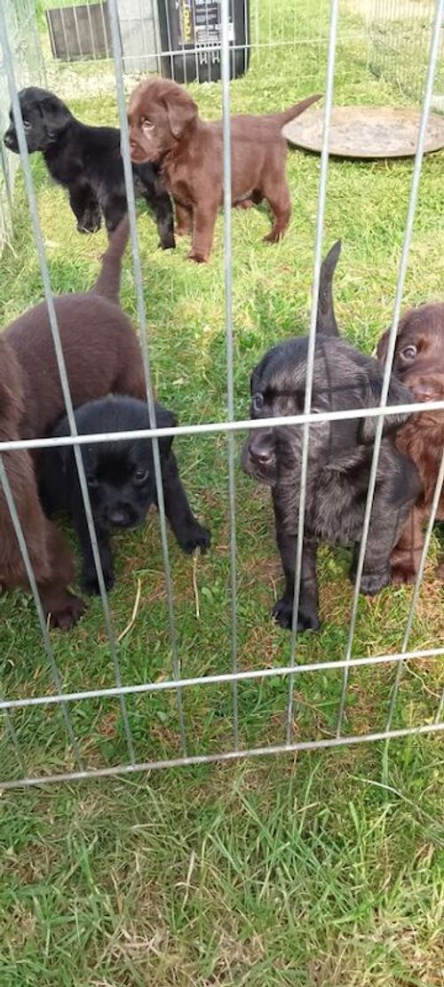 KC Labrador puppys for sale in Buntingford, Hertfordshire