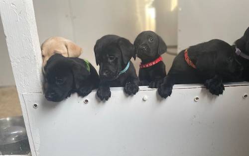 Kc Labrador pups 2available for sale in Ely, Cambridgeshire - Image 5