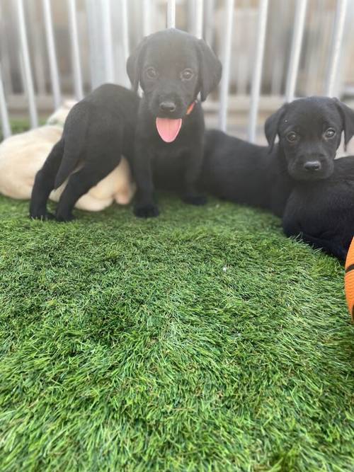 Kc Labrador pups 2available for sale in Ely, Cambridgeshire - Image 6