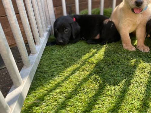 Kc Labrador pups 2available for sale in Ely, Cambridgeshire - Image 7