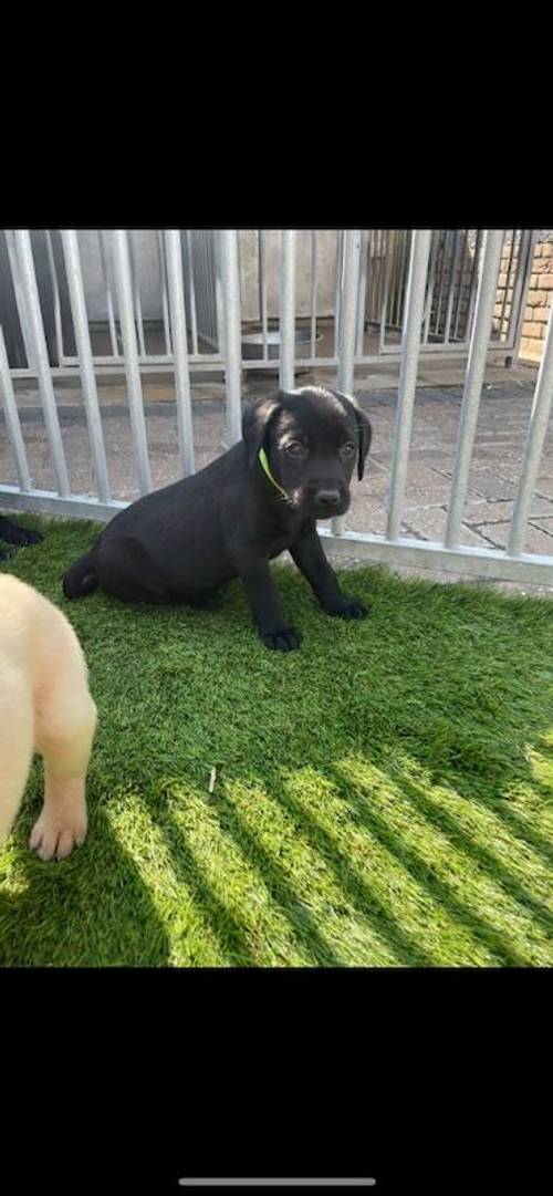 Kc Labrador pups 2available for sale in Ely, Cambridgeshire - Image 8