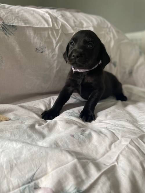 Kc Labrador pups 2available for sale in Ely, Cambridgeshire - Image 3