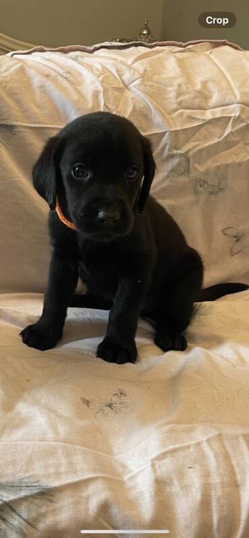 Kc Labrador pups 2available for sale in Ely, Cambridgeshire - Image 4