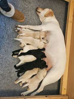 KC Labrador pups for sale in Cumnock, Ayrshire and Arran | Image 1