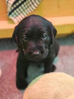 KC Labrador pups for sale in Cumnock, Ayrshire and Arran | Image 2