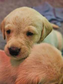 KC Labrador pups for sale in Cumnock, Ayrshire and Arran | Image 3