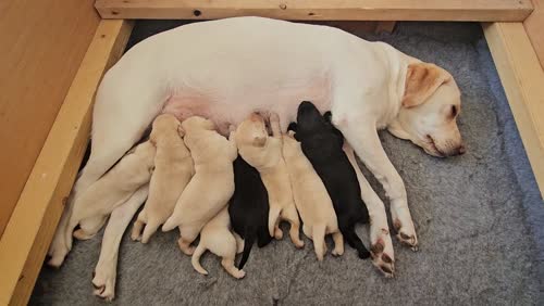 KC Labrador pups for sale in Cumnock, Ayrshire and Arran