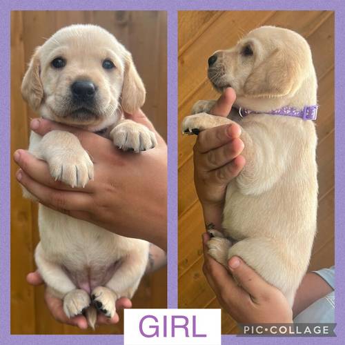 KC Labrador Pups FTCH lines (DNA, EYE,HIP/ELBOW) for sale in Wisbech, Cambridgeshire - Image 1