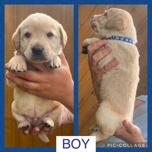 KC Labrador Pups FTCH lines (DNA, EYE,HIP/ELBOW) for sale in Wisbech, Cambridgeshire - Image 3