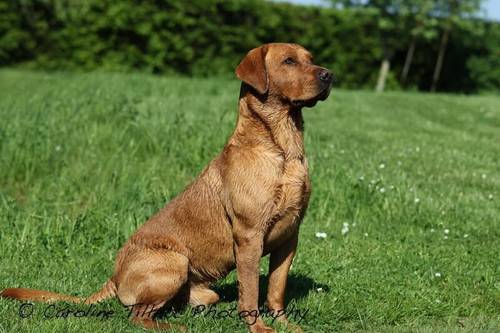 KC Labrador Pups FTCH lines (DNA, EYE,HIP/ELBOW) for sale in Wisbech, Cambridgeshire - Image 9