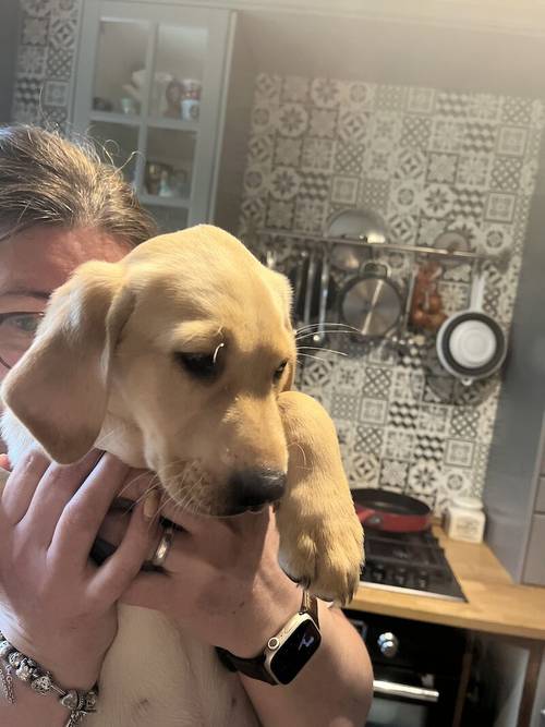 KC Labrador retriever puppies 2 females left for sale in Lancashire - Image 1