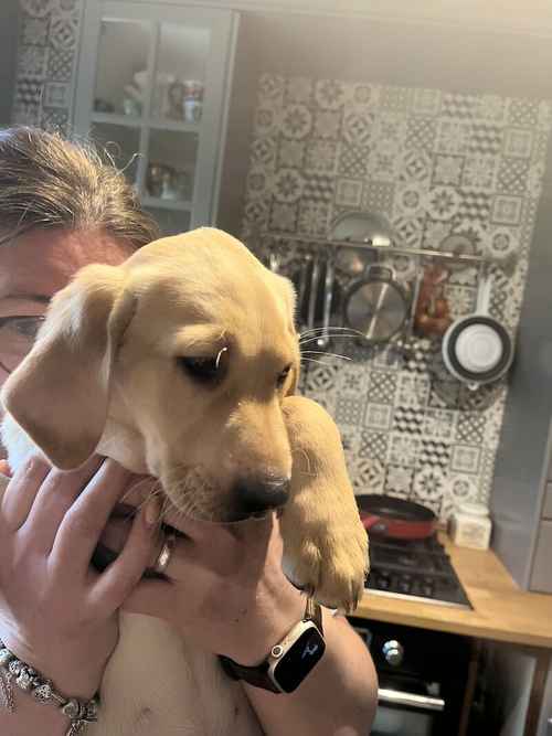 KC Labrador retriever puppies 2 females left for sale in Lancashire 