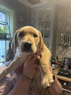 KC Labrador retriever puppies 2 females left for sale in Lancashire | Image 2
