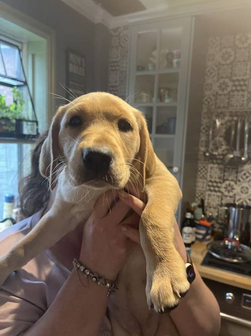 KC Labrador retriever puppies 2 females left for sale in Lancashire - Image 2