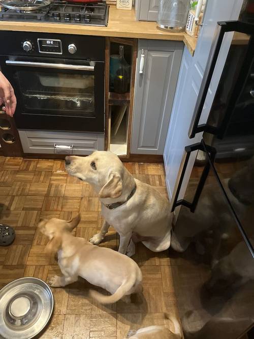 KC Labrador retriever puppies 2 females left for sale in Lancashire - Image 3