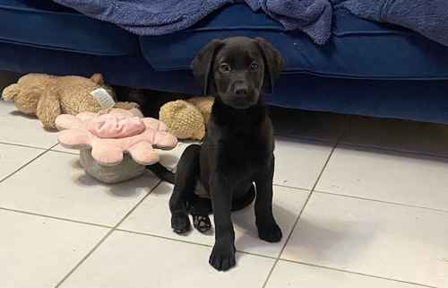 KC Labrador retriever pups for sale in Liverpool, Merseyside