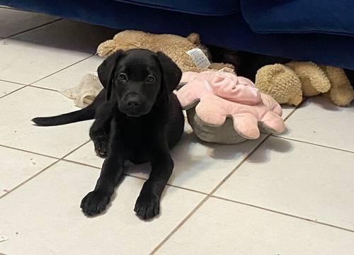 KC Labrador retriever pups for sale in Liverpool, Merseyside - Image 2