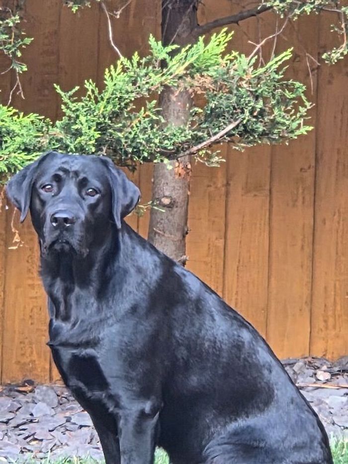 KC Labrador stud