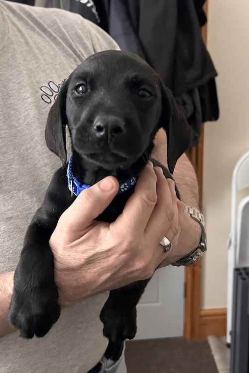 KC Labradors 1 Black Boy Left for sale in Gaerwen, Isle of Anglesey