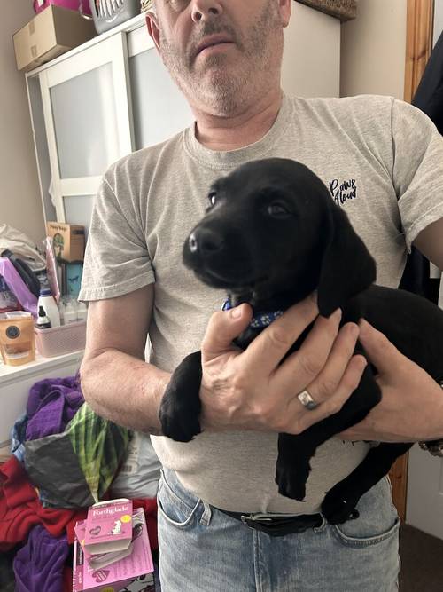 KC Labradors 1 Black Boy Left for sale in Gaerwen, Isle of Anglesey - Image 2