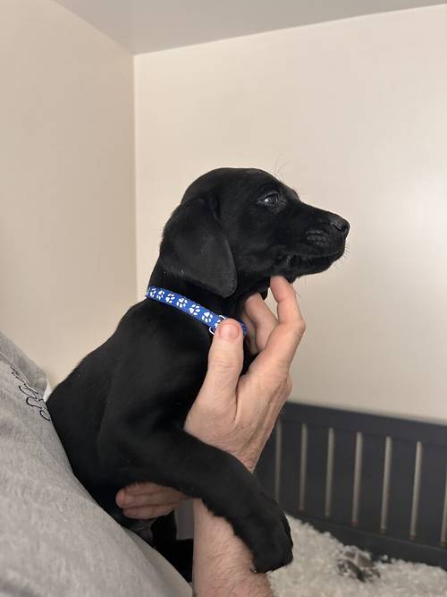 KC Labradors 1 Black Boy Left for sale in Gaerwen, Isle of Anglesey - Image 3