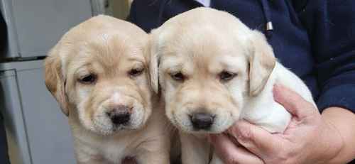 KC Labs bred as Superb Family Pets for sale in Wigton, Cumbria