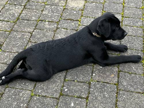 KC Quality English Show Type Labrador . for sale in Cornforth, County Durham - Image 2