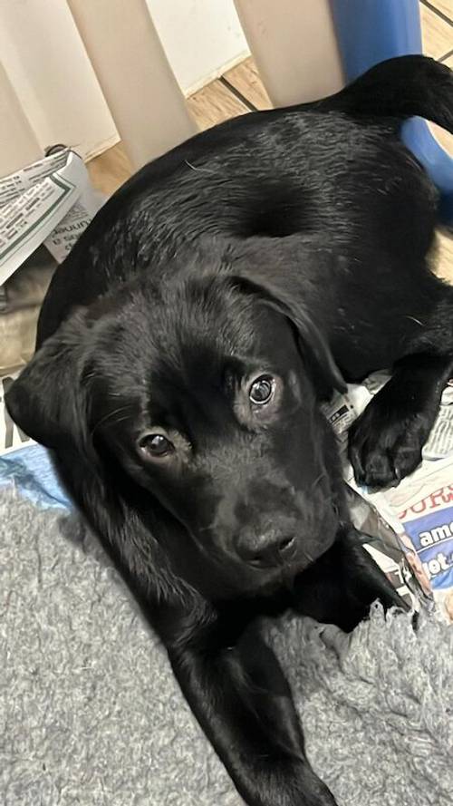 KC Quality English Show Type Labrador . for sale in Cornforth, County Durham - Image 3