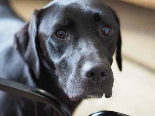 KC Quality English Show Type Labrador . for sale in Cornforth, County Durham