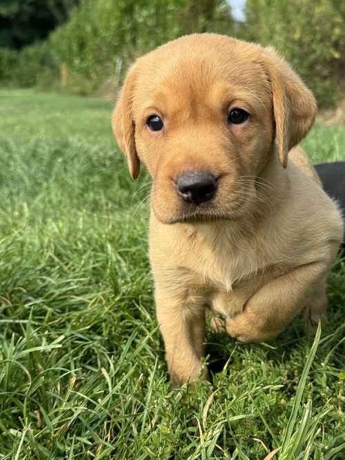 Ready today - KC quality litter black/golden red for sale in Goole, East Riding of Yorkshire