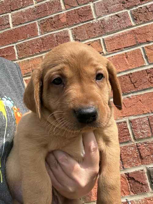 Ready today - KC quality litter black/golden red for sale in Goole, East Riding of Yorkshire