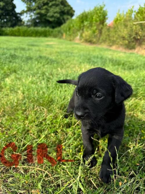 Ready today - KC quality litter black/golden red for sale in Goole, East Riding of Yorkshire - Image 2