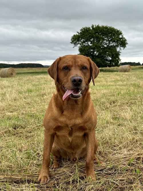 Ready today - KC quality litter black boy available for sale in Goole, East Riding of Yorkshire