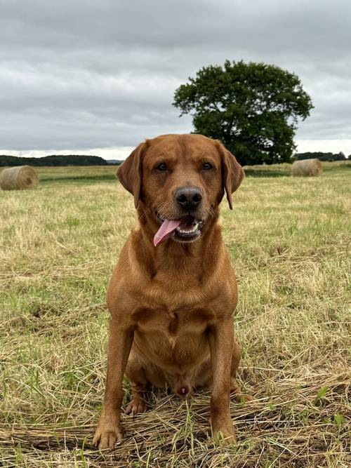 Ready today - KC quality litter black/golden red for sale in Goole, East Riding of Yorkshire - Image 3