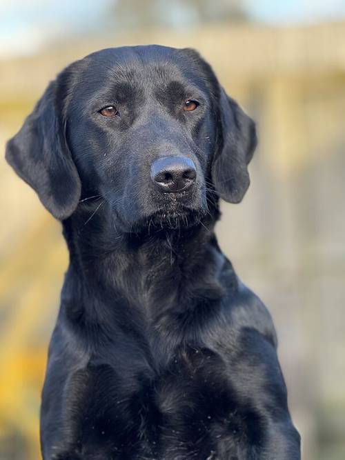 Ready today - KC quality litter black/golden red for sale in Goole, East Riding of Yorkshire - Image 5