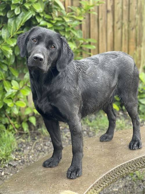 Ready today - KC quality litter black/golden red for sale in Goole, East Riding of Yorkshire - Image 7