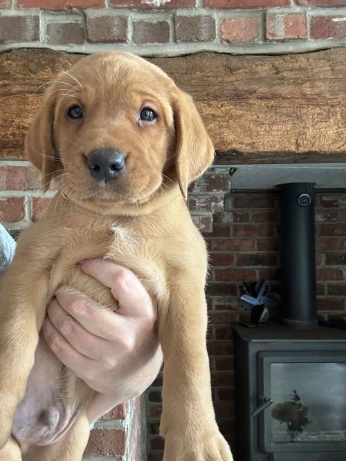 Ready today - KC quality litter black/golden red for sale in Goole, East Riding of Yorkshire - Image 8