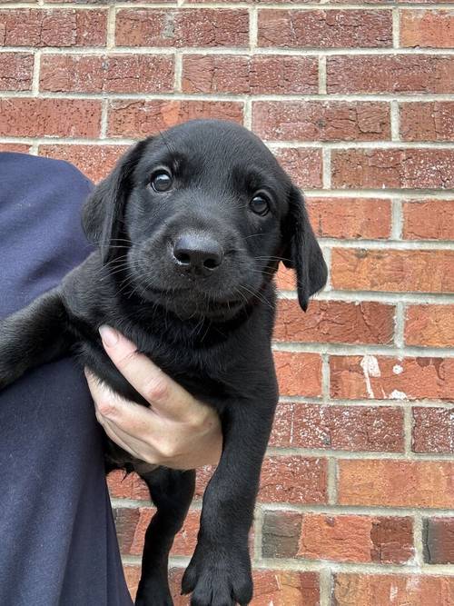 Ready today - KC quality litter black/golden red for sale in Goole, East Riding of Yorkshire - Image 10