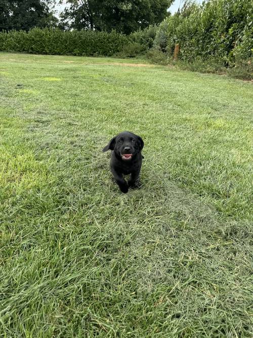 Ready today - KC quality litter black/golden red for sale in Goole, East Riding of Yorkshire - Image 11