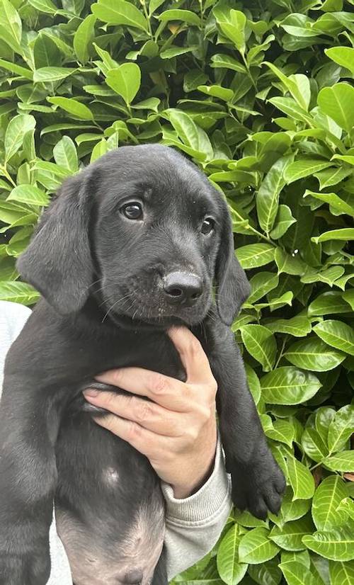 Ready today - KC quality litter black boy available for sale in Goole, East Riding of Yorkshire - Image 8