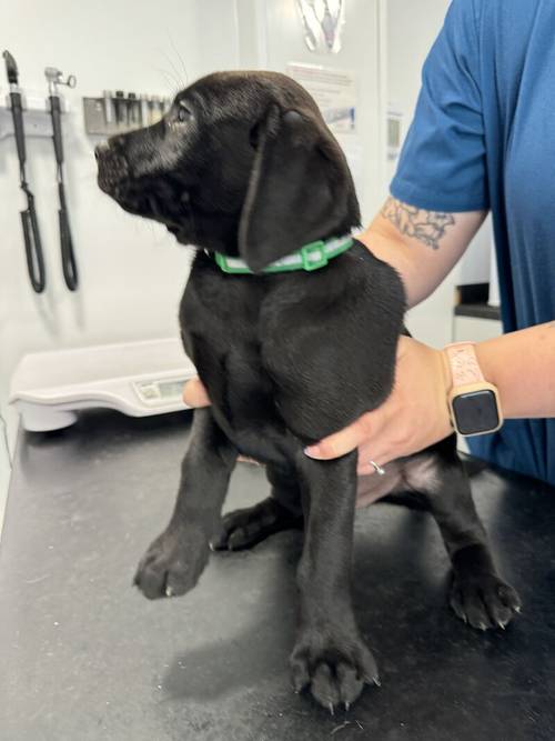 Ready today - KC quality litter black boy available for sale in Goole, East Riding of Yorkshire - Image 9