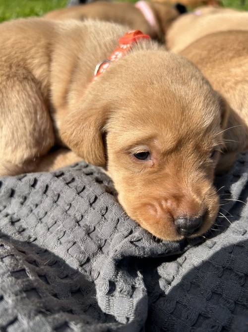 Kc red fox Labradors for sale in Washington, Tyne and Wear - Image 11