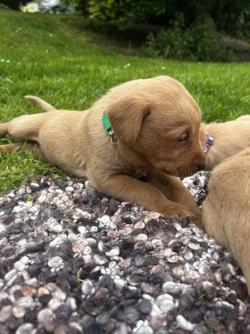 Kc red fox Labradors for sale in Washington, Tyne and Wear - Image 12